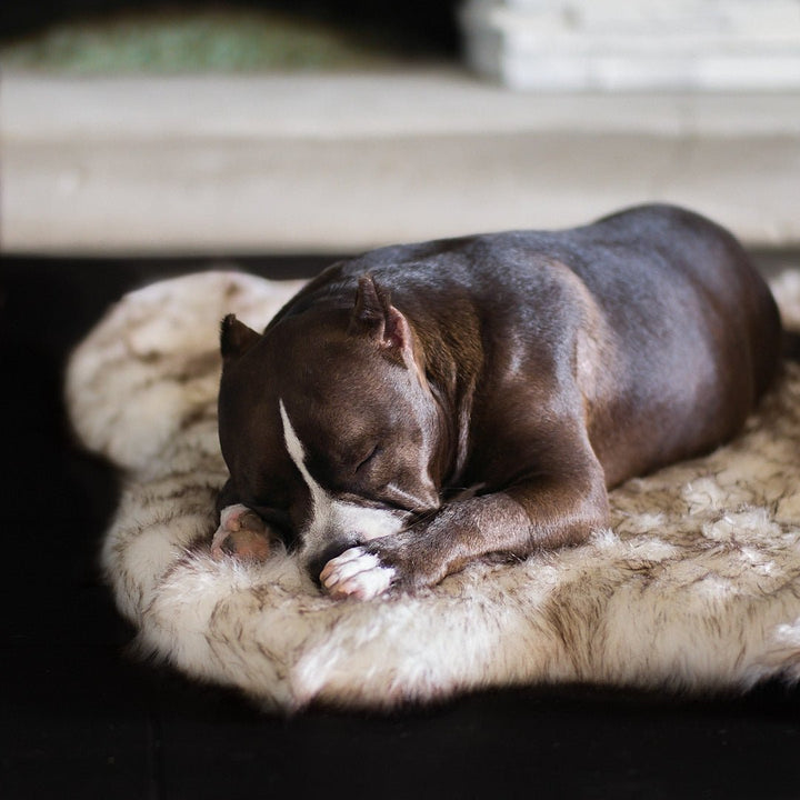 Faux Fur Ortho Shag Rug™Companion-Pedic® Luxury Dog Bed - Animals Matter, Inc.