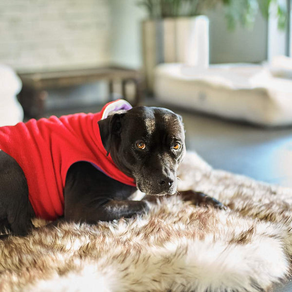Faux Fur Shag Rug™ CompanionPedic® Luxury Dog Bed Animals Matter, Inc.