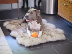 Dog bed that shop looks like a rug