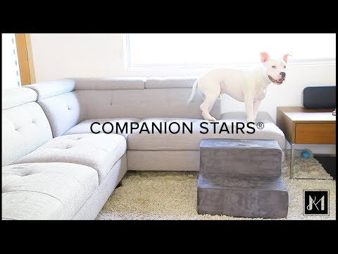 video of dogs using dog stairs and dog steps from Animals Matter