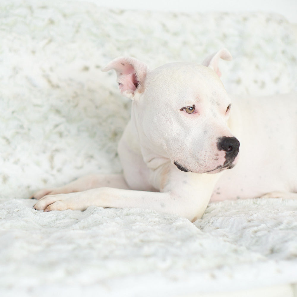 Hudson relaxing on his new Animals Matter Pearl Leopard faux fur dog blanket