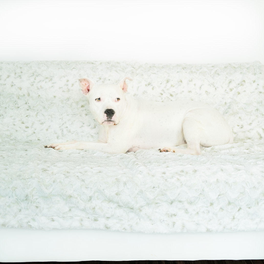 Hudson lounging on his new Animals Matter Pearl Leopard faux fur dog blanket