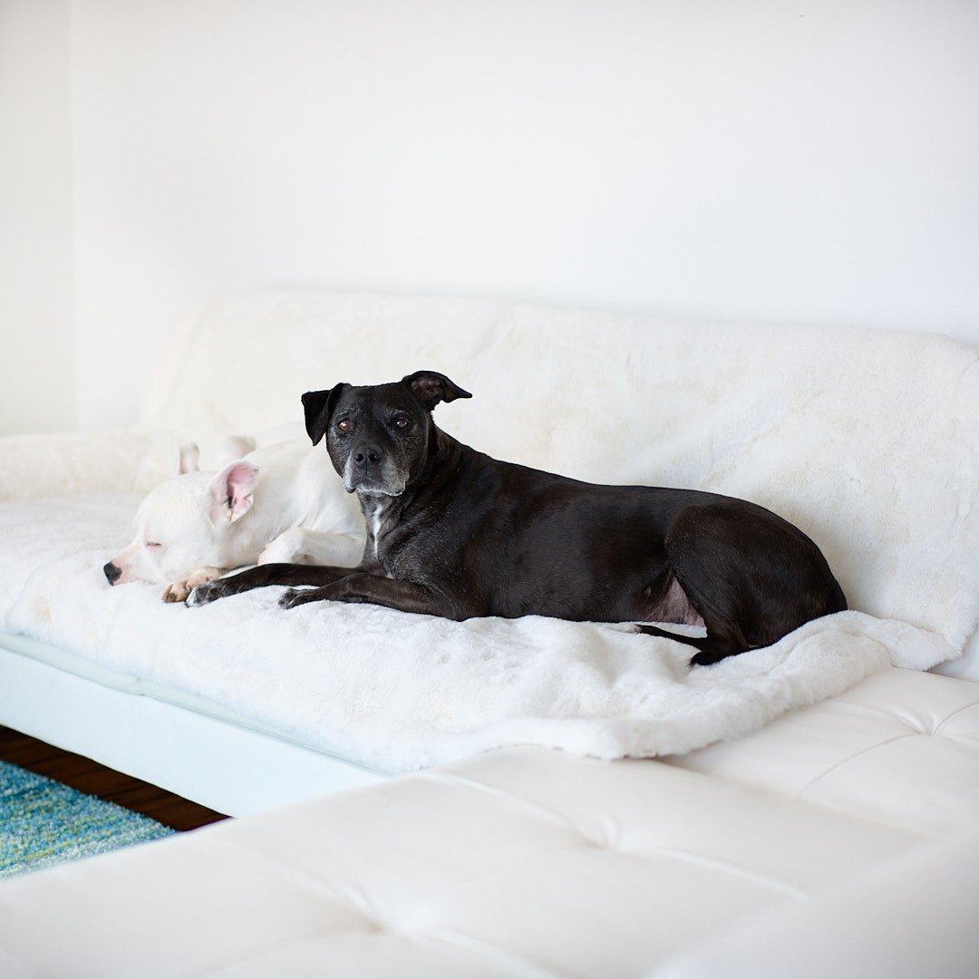 Ruby Puff® Luxury Dog Blanket - Animals Matter, Inc.