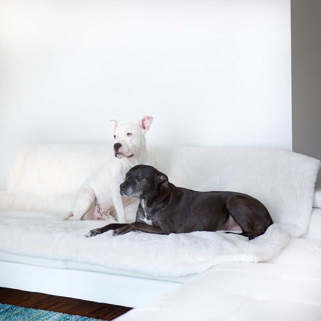 Two best friends are lying on the Ruby Puff® Luxury Dog Blanket in Ivory, at a new home in the Hamptons.