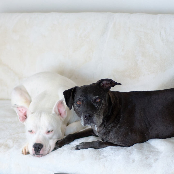 Two dogs, a black and a white, are lying next to each other, enjoying their Ruby Puff® Luxury Dog Blanket in the Hamptons.